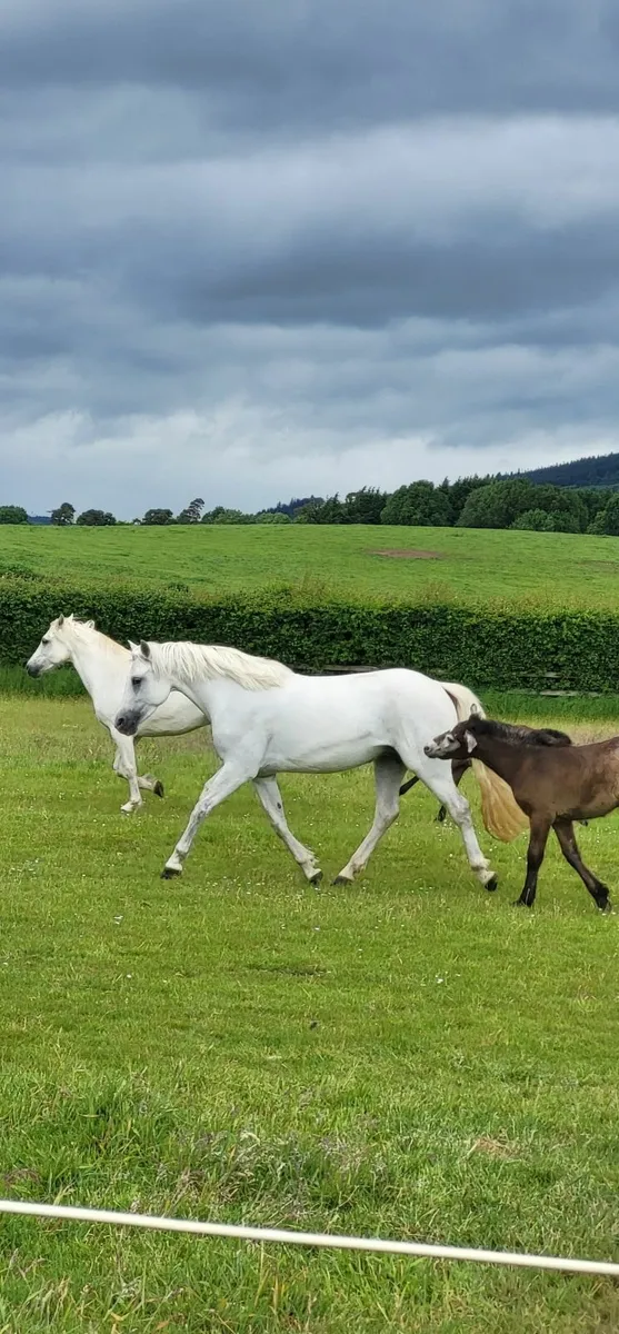 Connemara Pony - Image 4