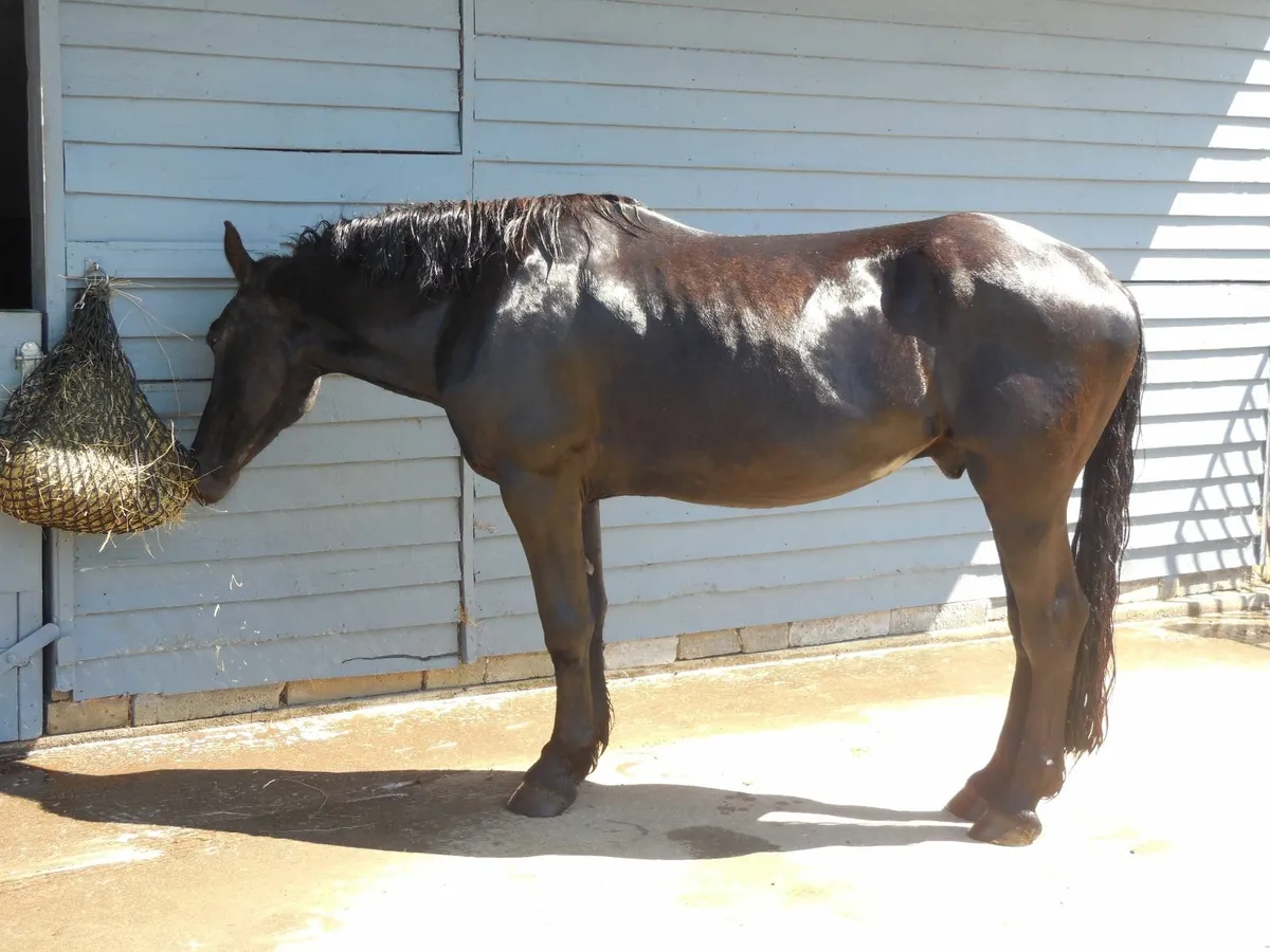 Noriker (imported Austria) gelding - Image 1