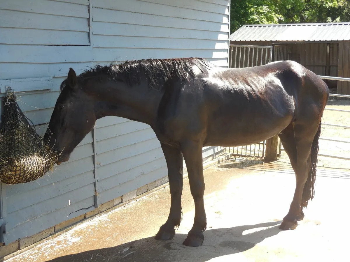 Noriker (imported Austria) gelding - Image 2