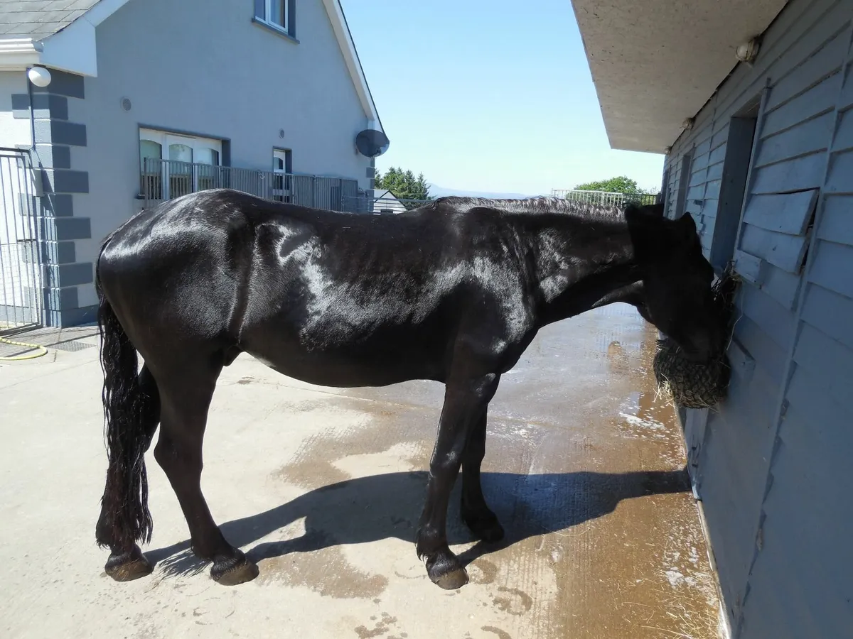 Noriker (imported Austria) gelding - Image 3