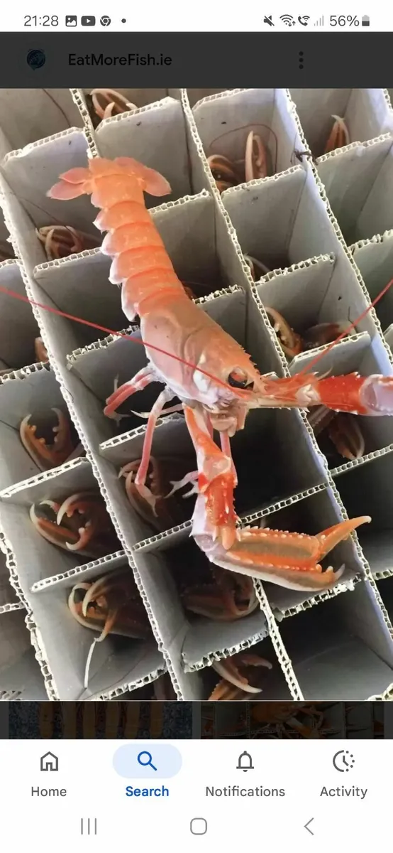 Tubed prawns wanted .