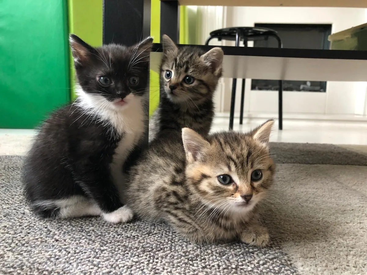 Kittens - Image 1