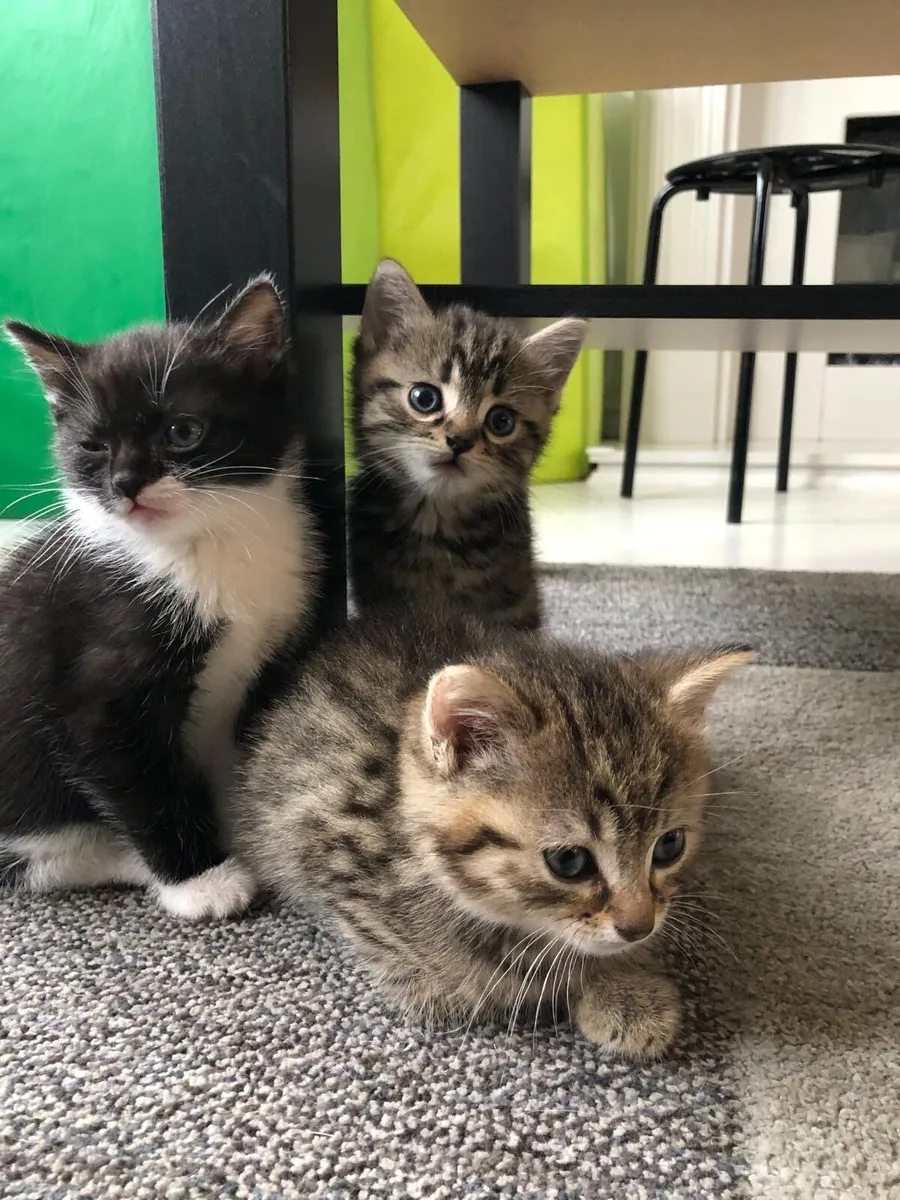 Kittens - Image 2