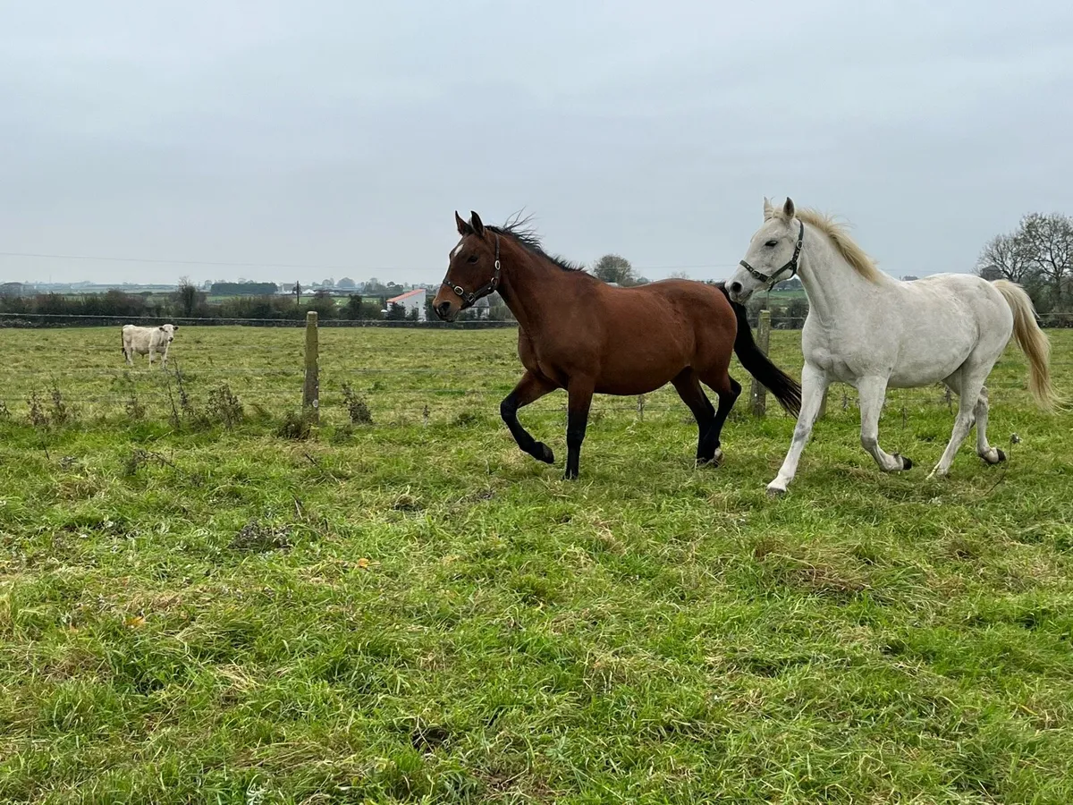 •Moores Clover Broodmare • - Image 1