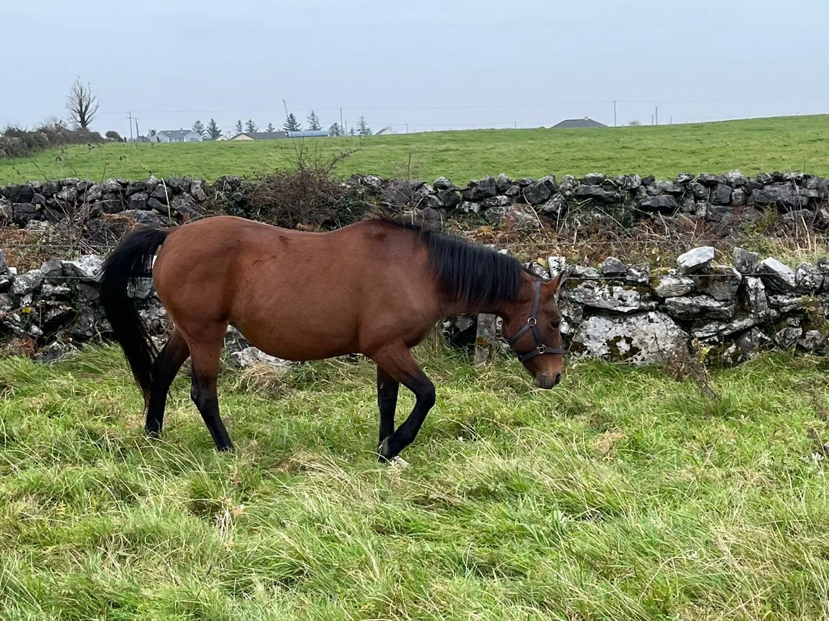 •Moores Clover Broodmare • - Image 2