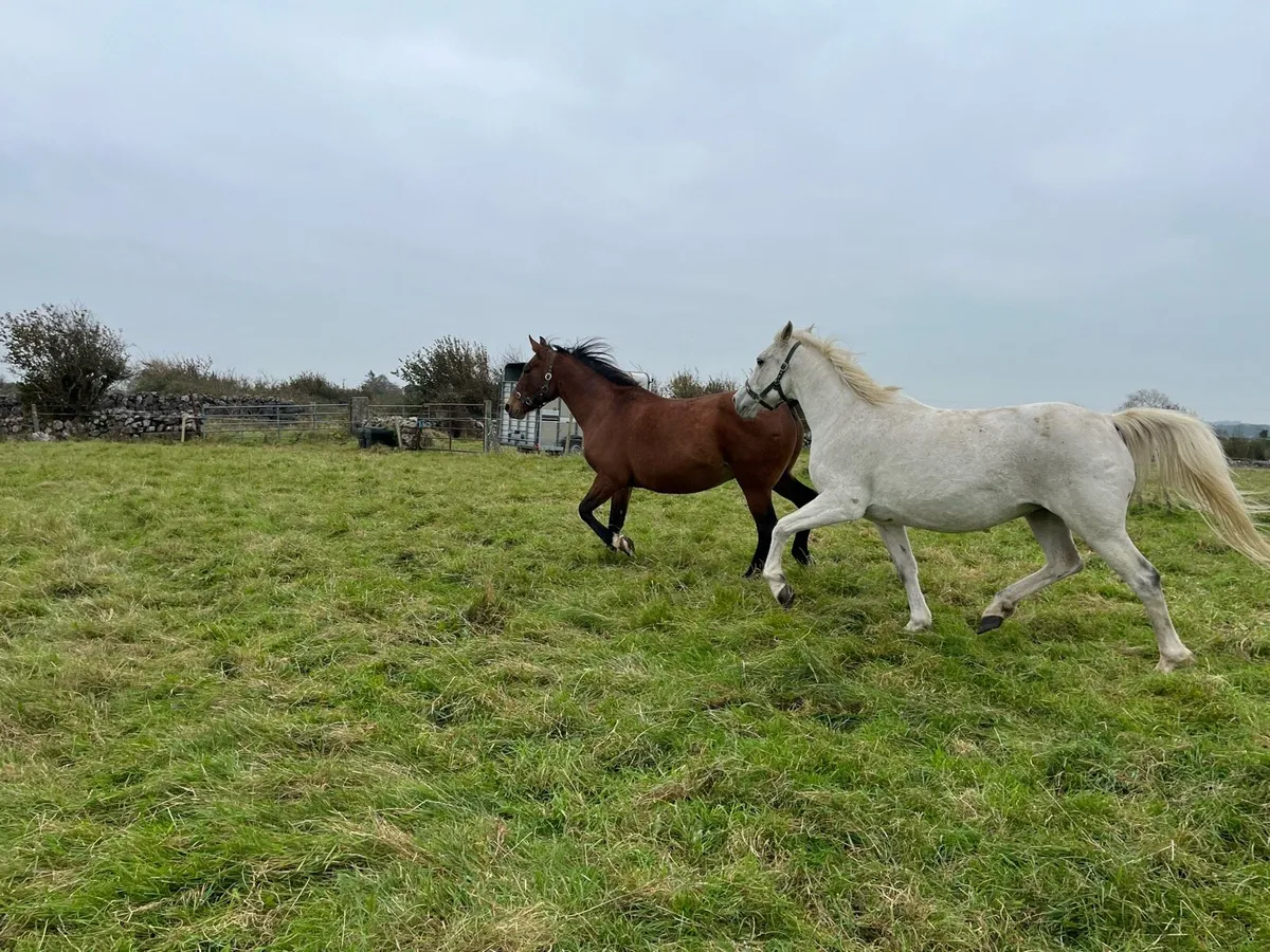 •Moores Clover Broodmare • - Image 3