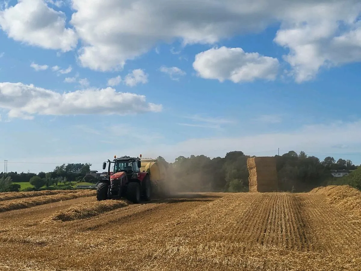 Chopped wheaten, and non chopped barley straw - Image 1