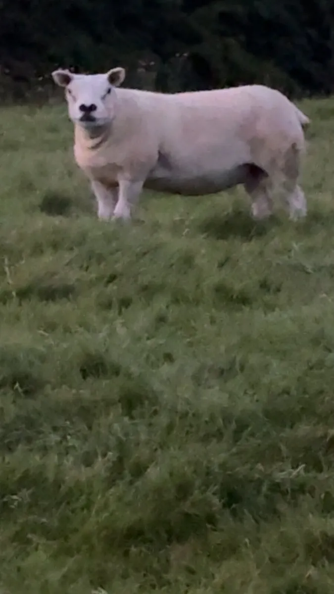 Pedigree Texel ewes scanned in lamb . - Image 2