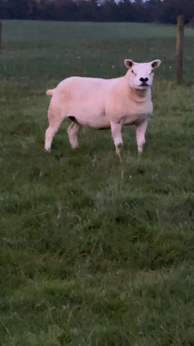 Pedigree Texel ewes scanned in lamb . - Image 3