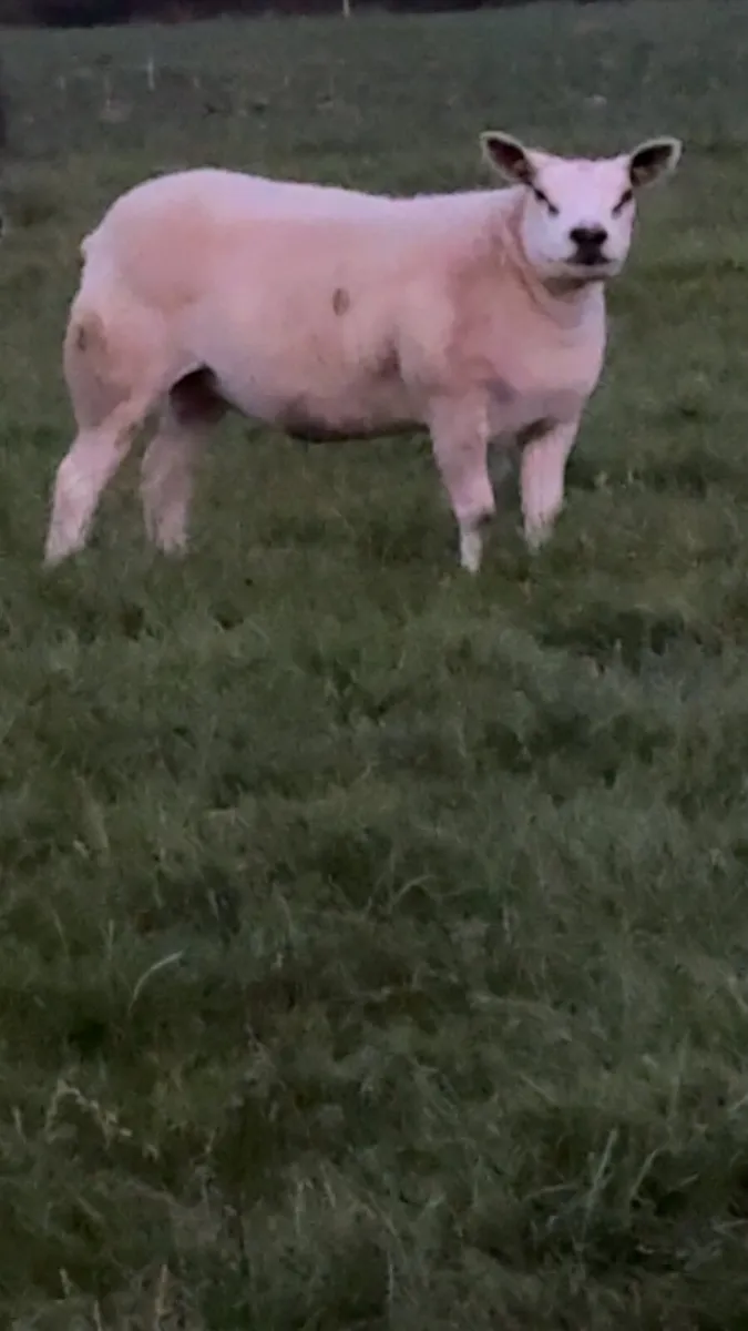 Pedigree Texel ewes scanned in lamb . - Image 4