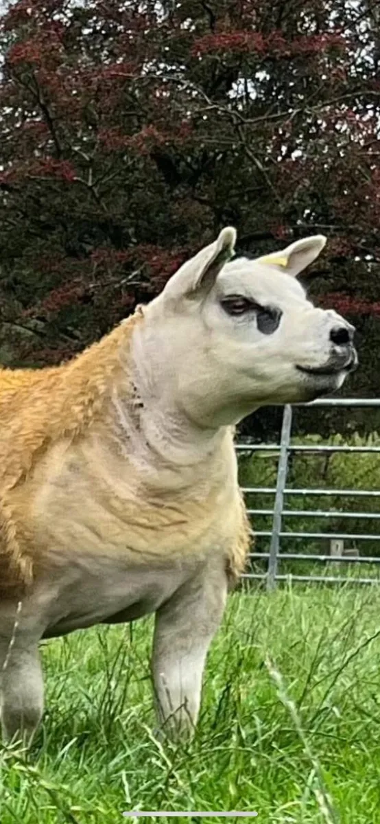 Pedigree Texel ewes scanned in lamb . - Image 1