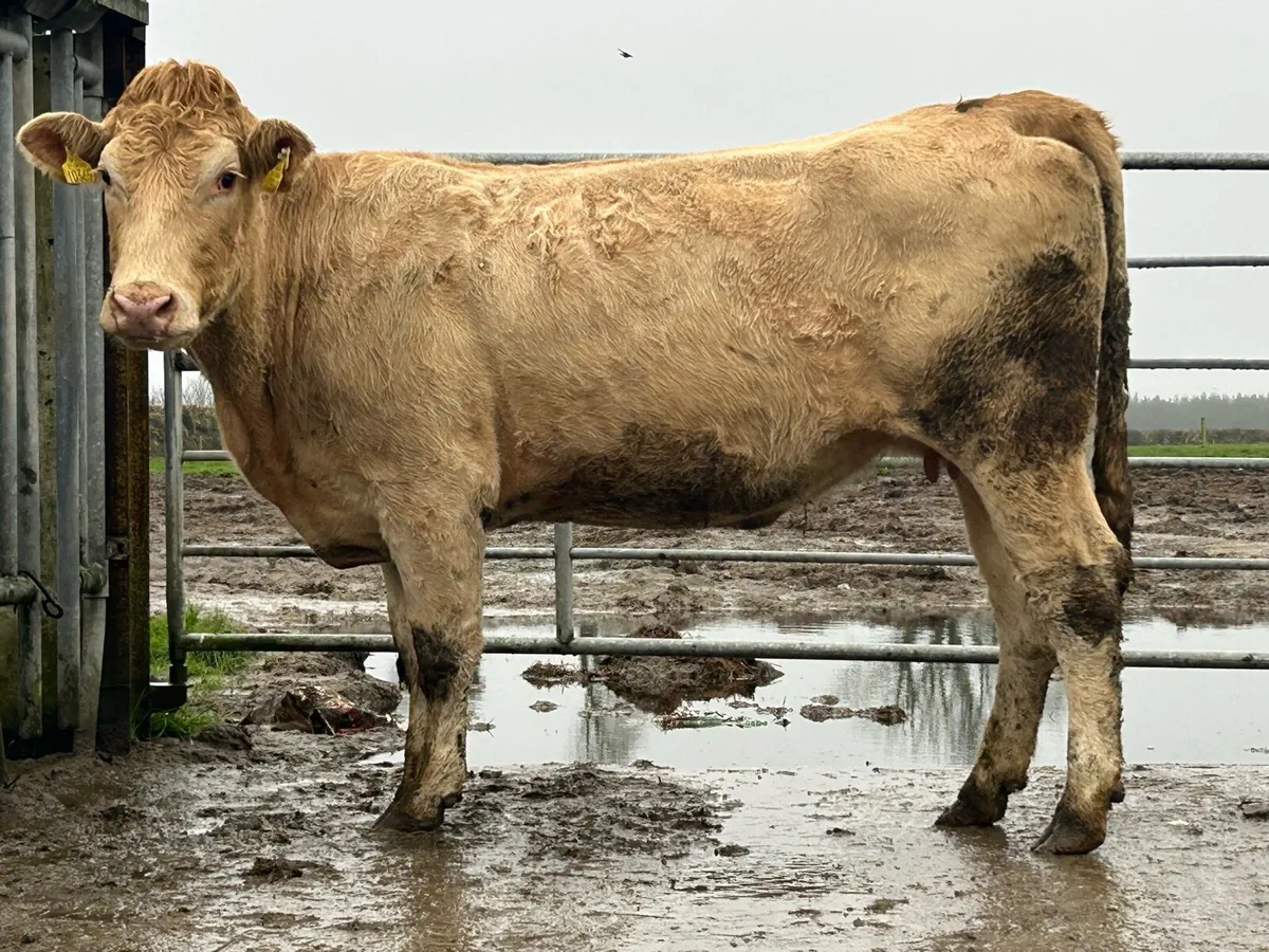 Smashing second calving charlois cow - Image 1