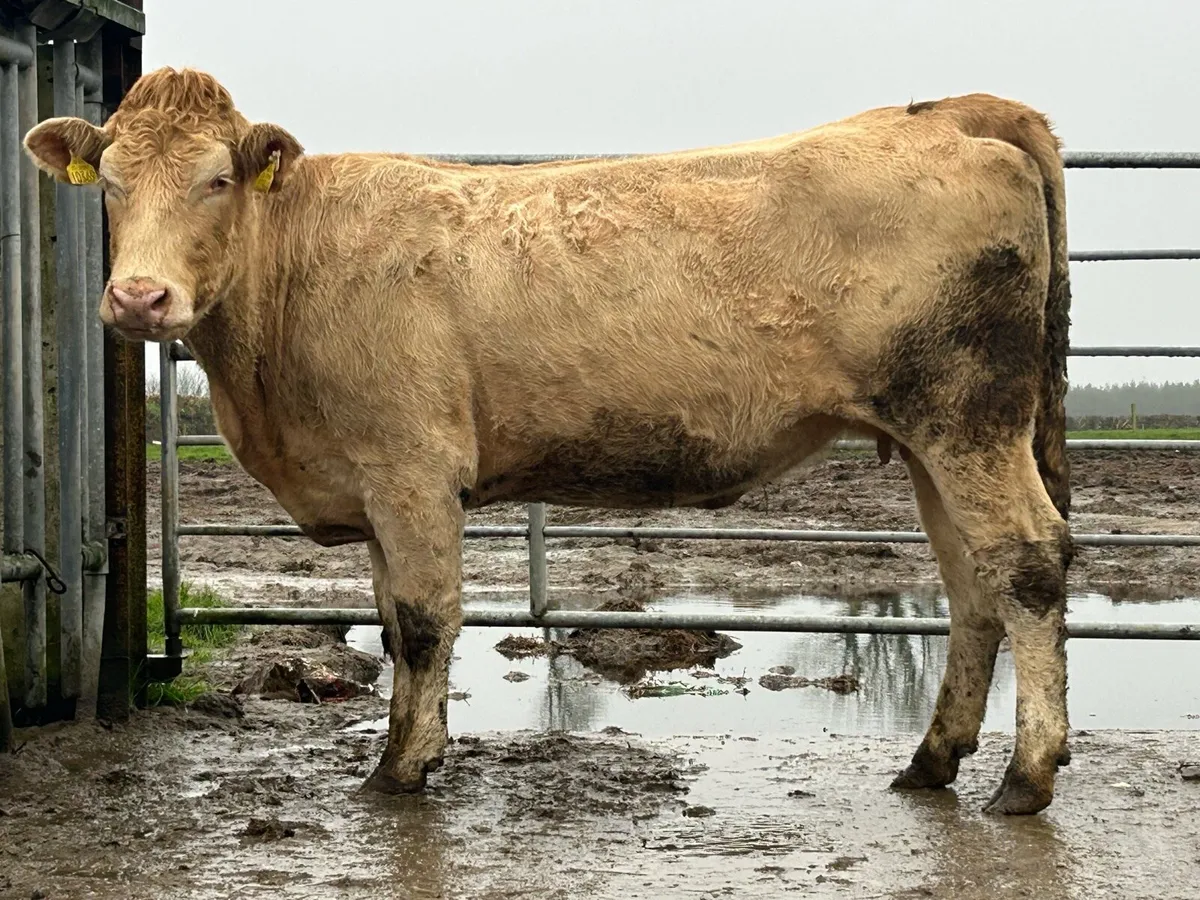 Smashing second calving charlois cow - Image 2
