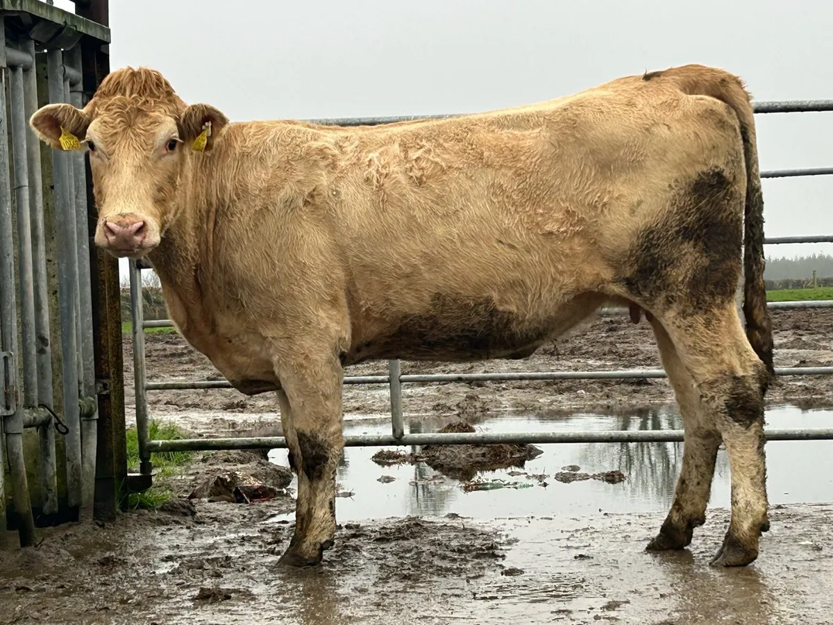 Smashing second calving charlois cow - Image 3