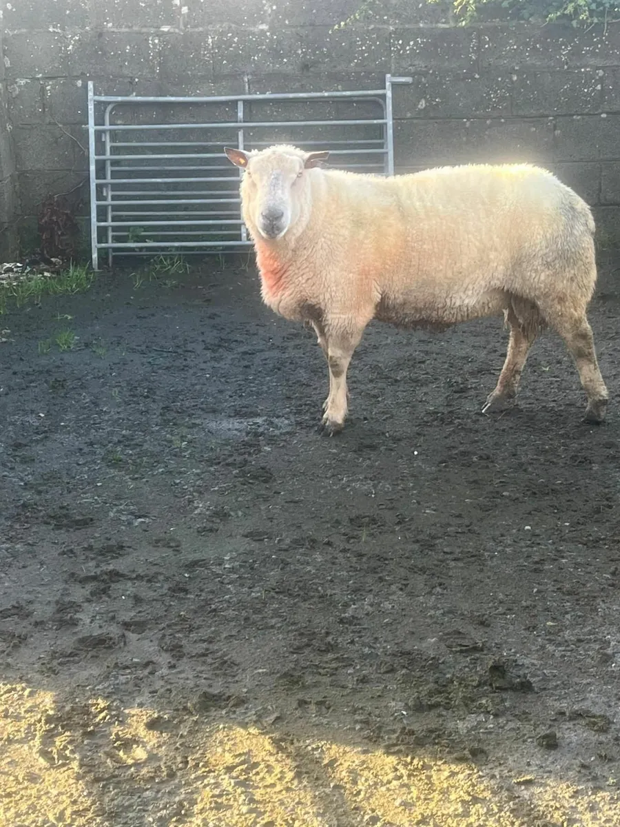 Charollais Ram - Image 4