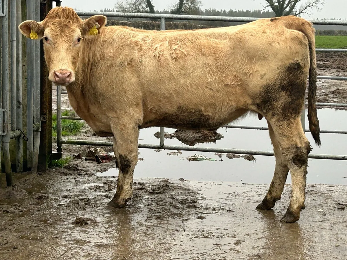 Smashing second calving charlois cow - Image 4