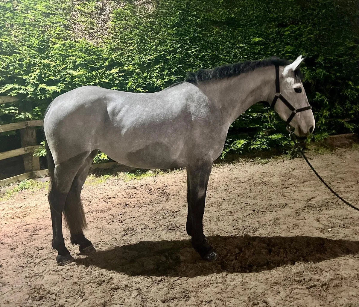 •4yr old Silver Shadow X Moores Clover • - Image 1