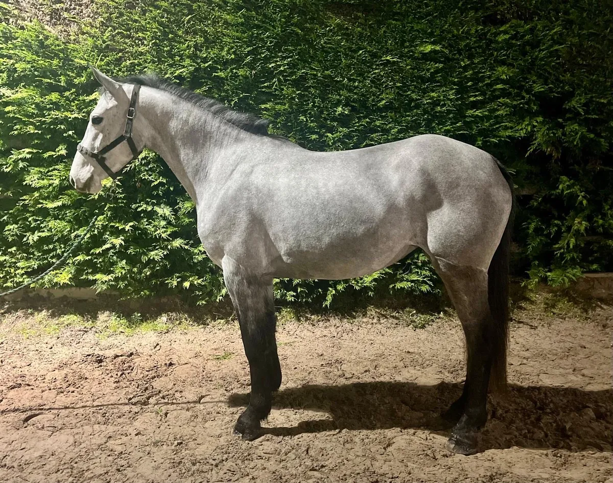 •4yr old Silver Shadow X Moores Clover • - Image 2