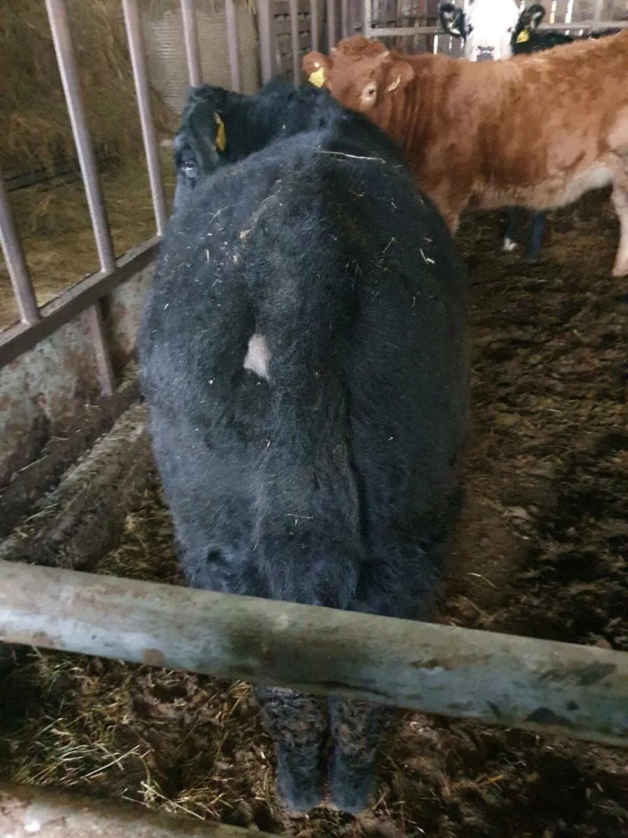 AA organic weanlings.Castlerea mart THURS 27TH NOV - Image 2