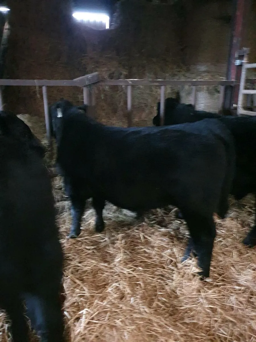 AA organic weanlings.Castlerea mart THURS 27TH NOV - Image 3