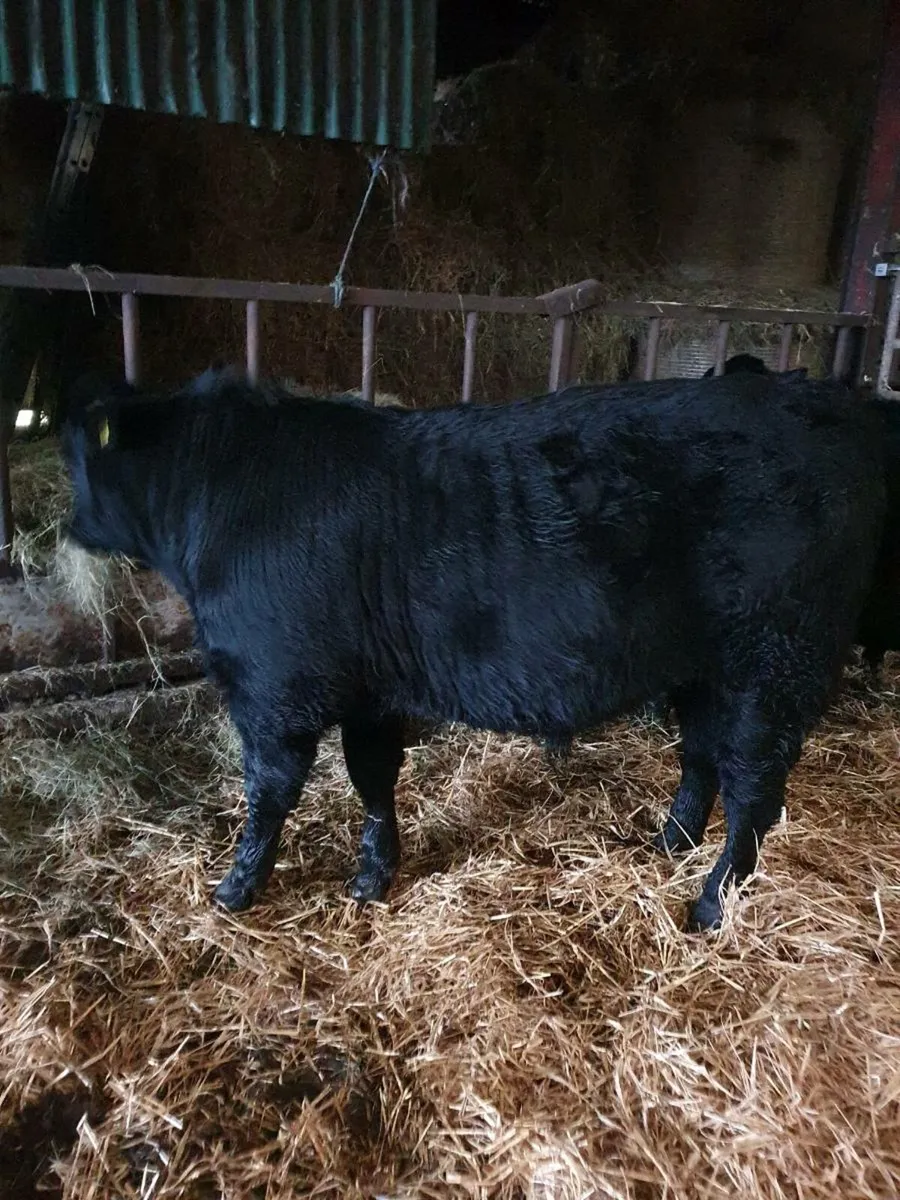 AA organic weanlings.Castlerea mart THURS 27TH NOV - Image 4
