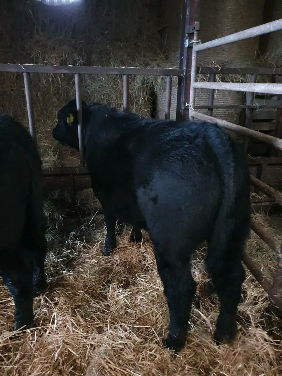 AA organic weanlings.Castlerea mart THURS 27TH NOV - Image 1