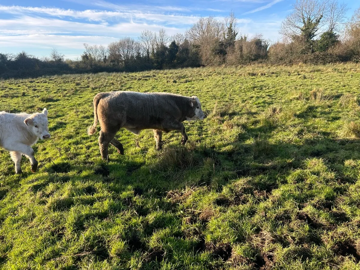 Bull weanlings - Image 1
