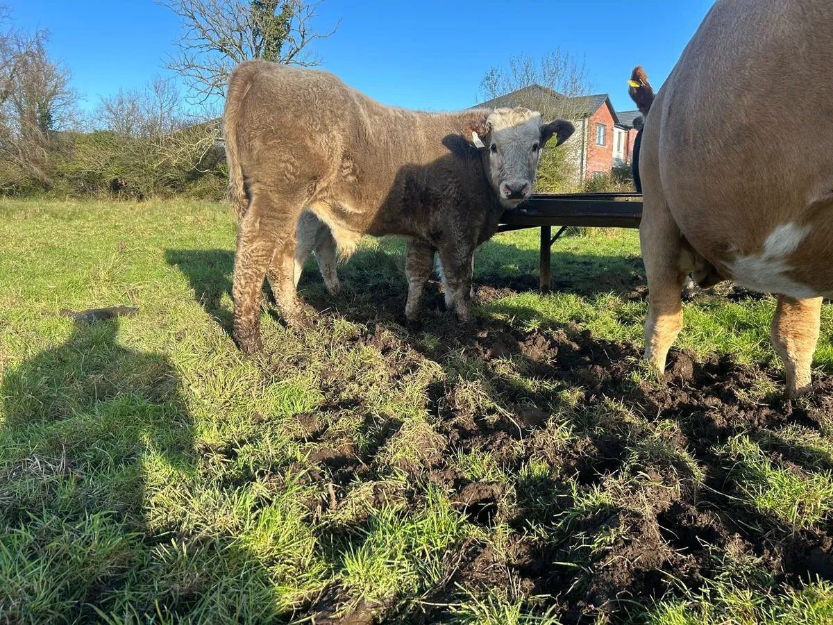 Bull weanlings - Image 2