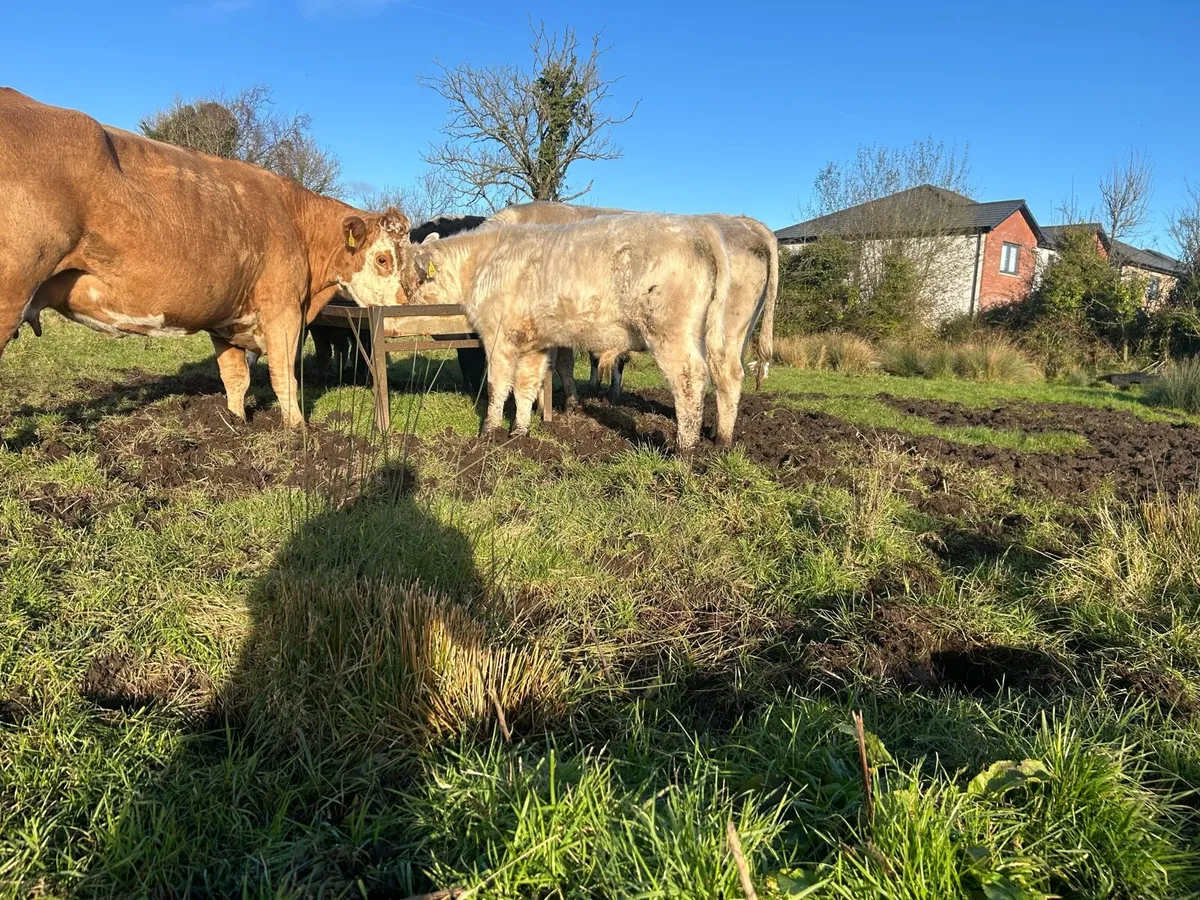 Bull weanlings - Image 3
