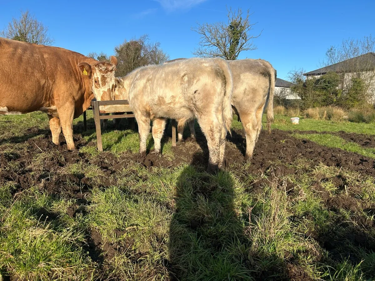 Bull weanlings - Image 4