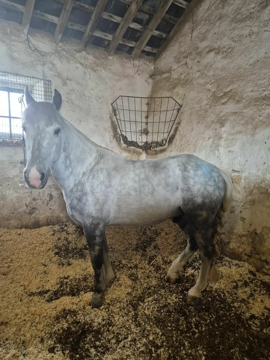 Super 12.2 pony (SMURF) - Image 1