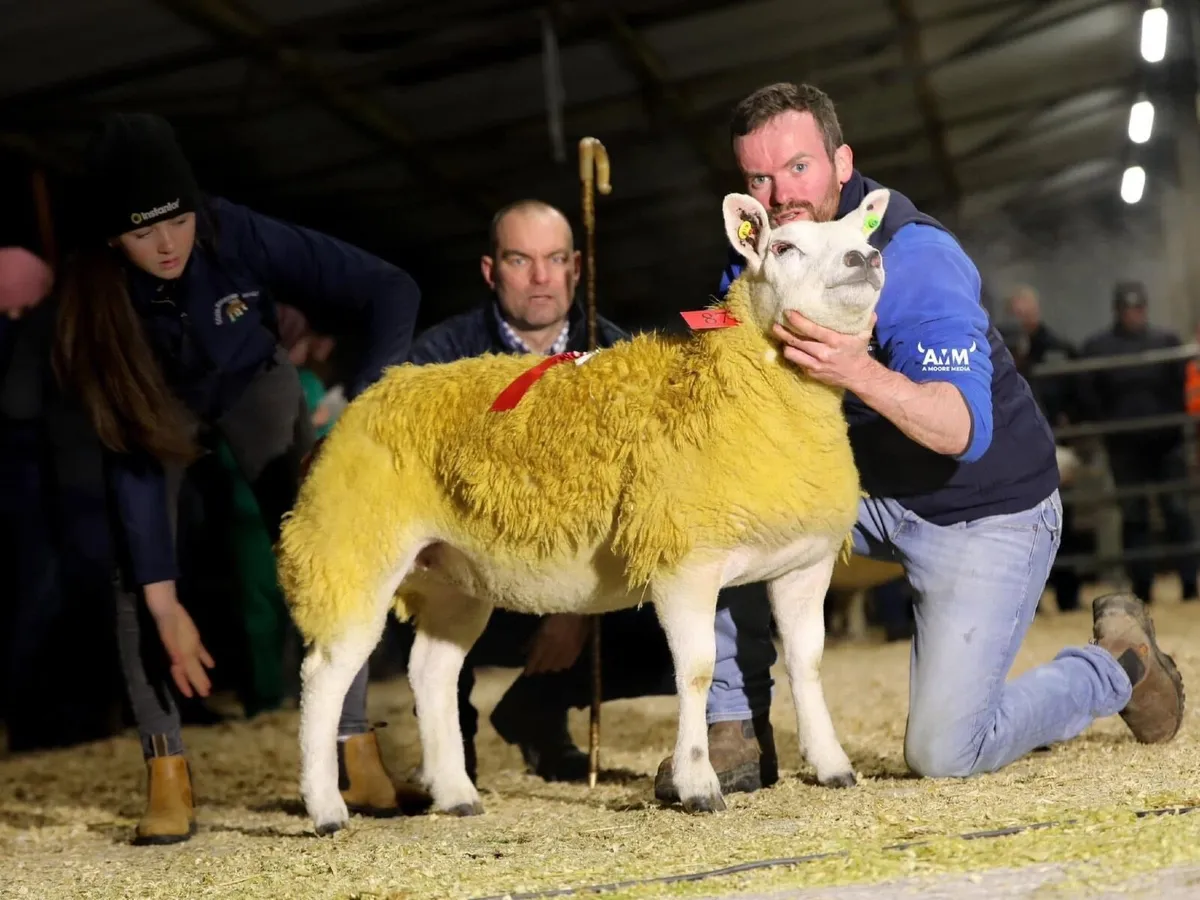 Pedigree Texel In Lamb Hoggets Roscommon Mart - Image 4