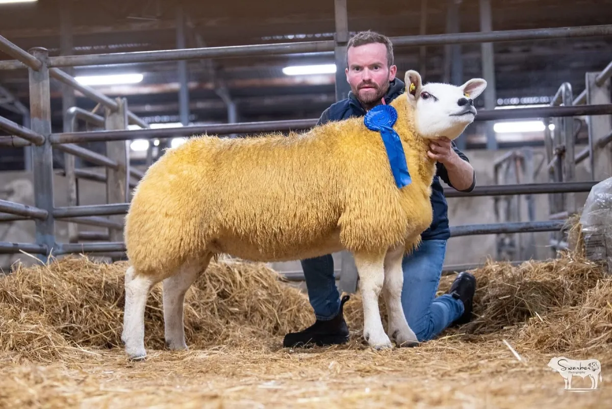 Pedigree Texel In Lamb Hoggets Carrick 29th Dec - Image 4