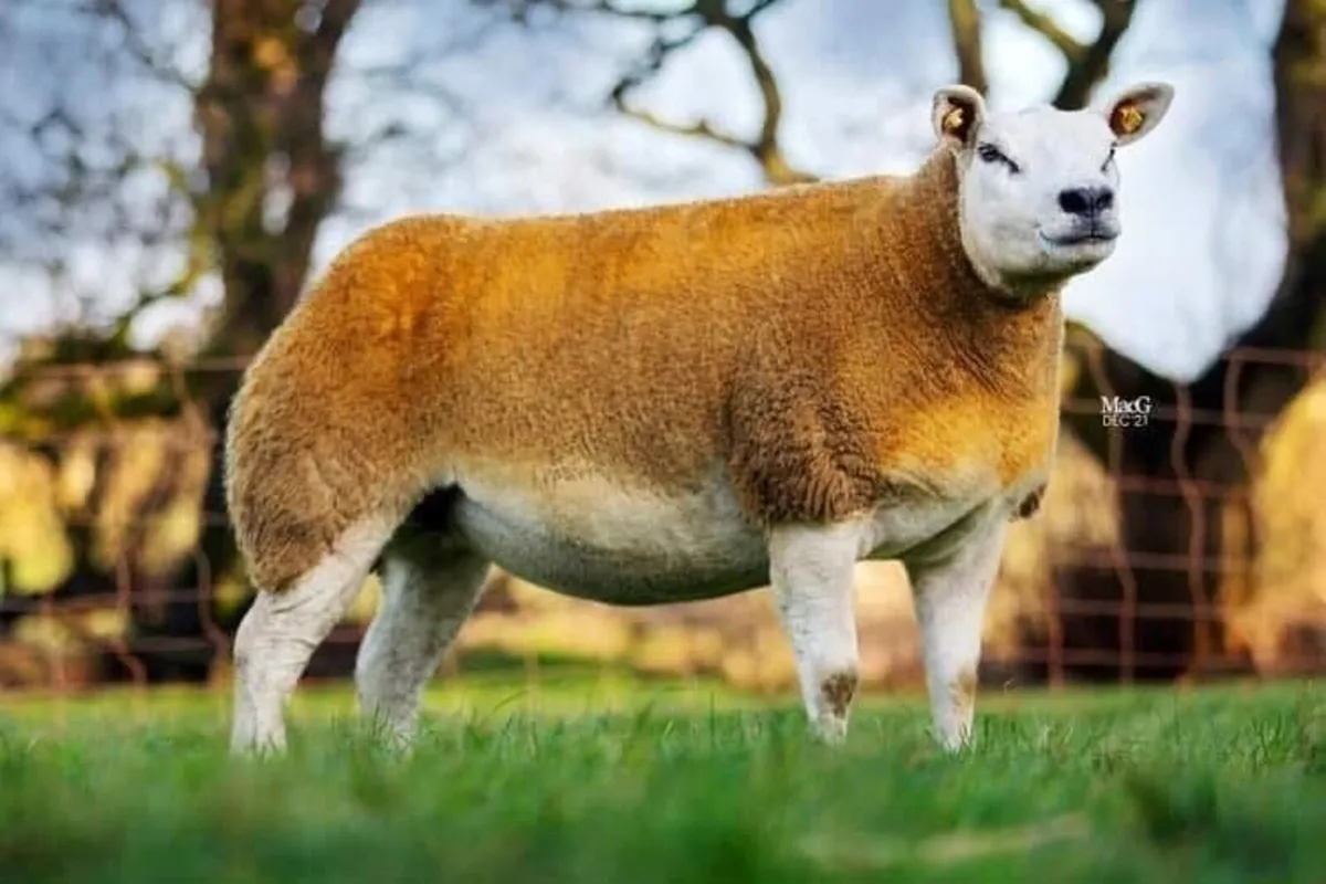 Pedigree Texel In Lamb Hoggets Roscommon Mart - Image 1