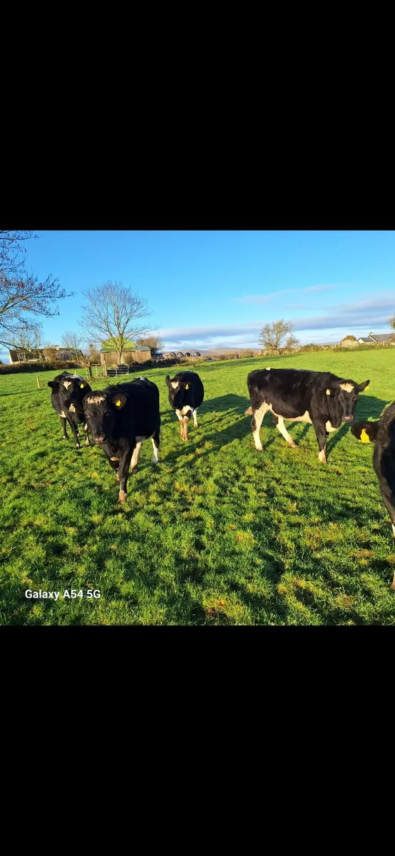 Friesan Heifers - Image 2