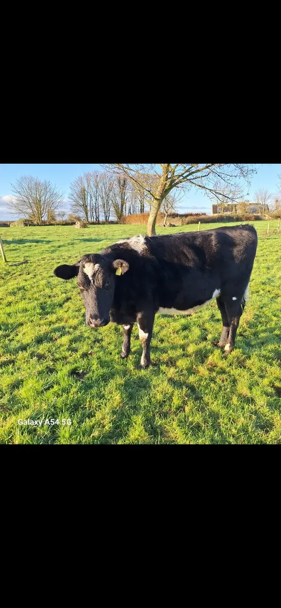 Friesan Heifers - Image 3