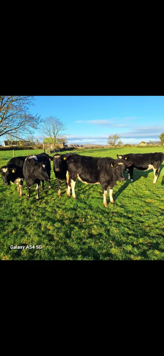 Friesan Heifers - Image 4