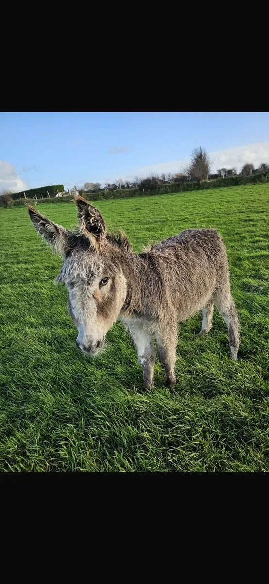 male donkey - Image 1
