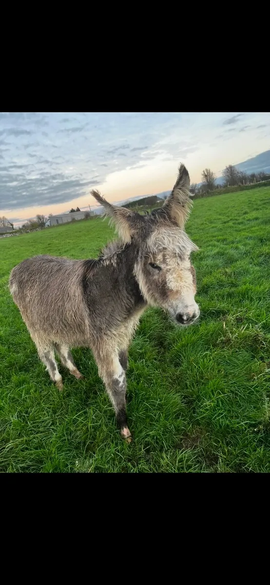 male donkey - Image 2