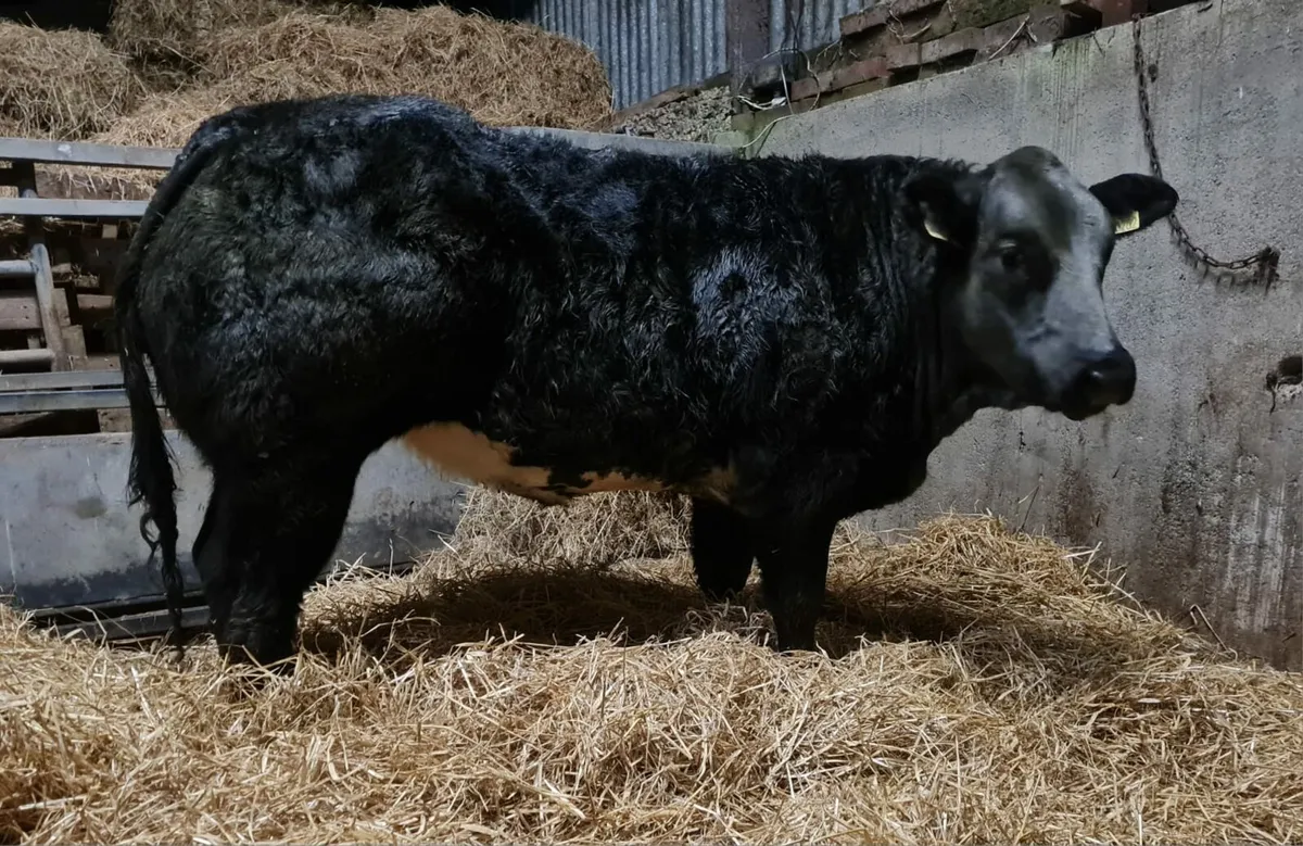 6 x serious breeding heifers for sale - Image 1