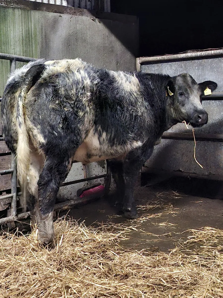 6 x serious breeding heifers for sale - Image 2