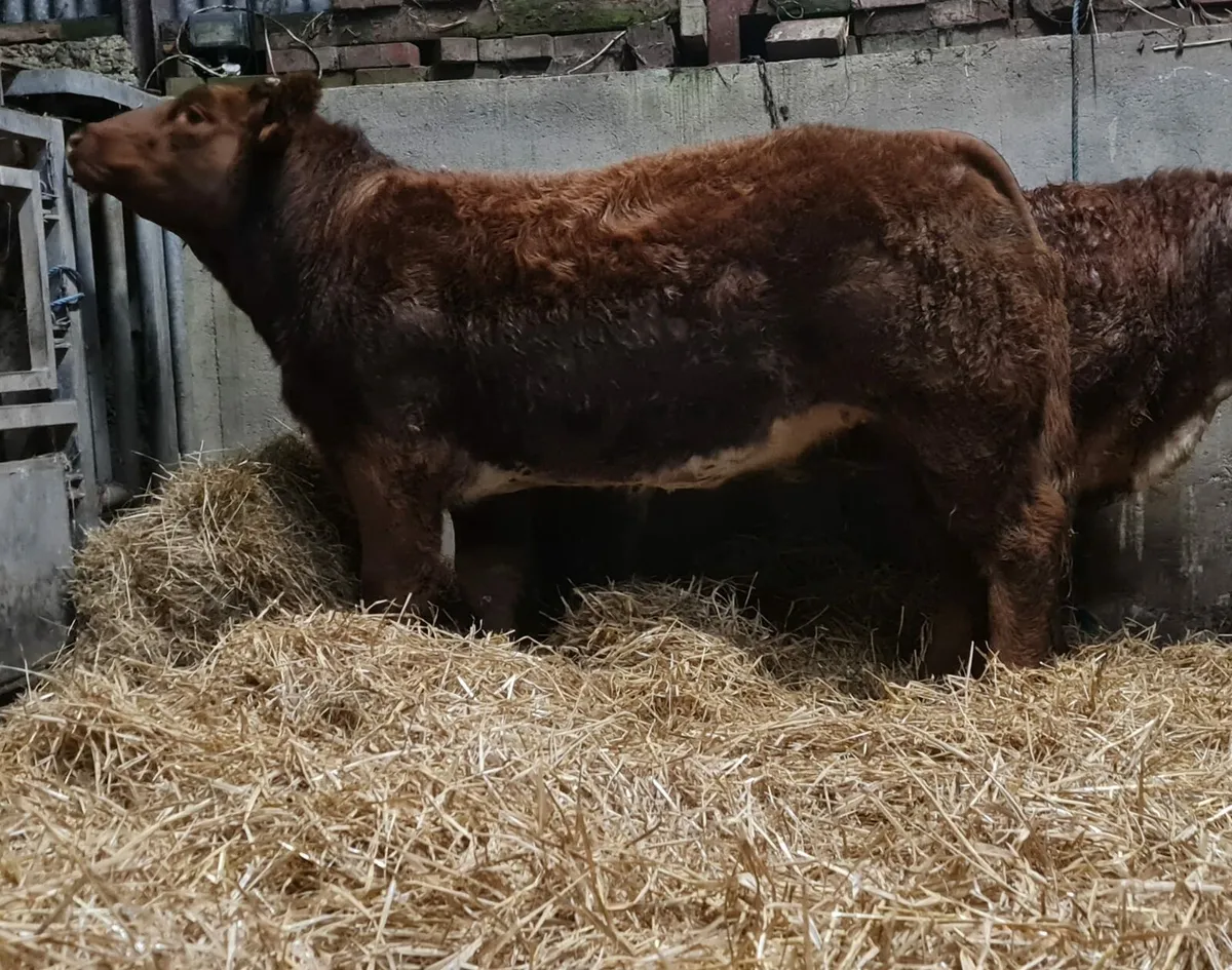 6 x serious breeding heifers for sale - Image 3