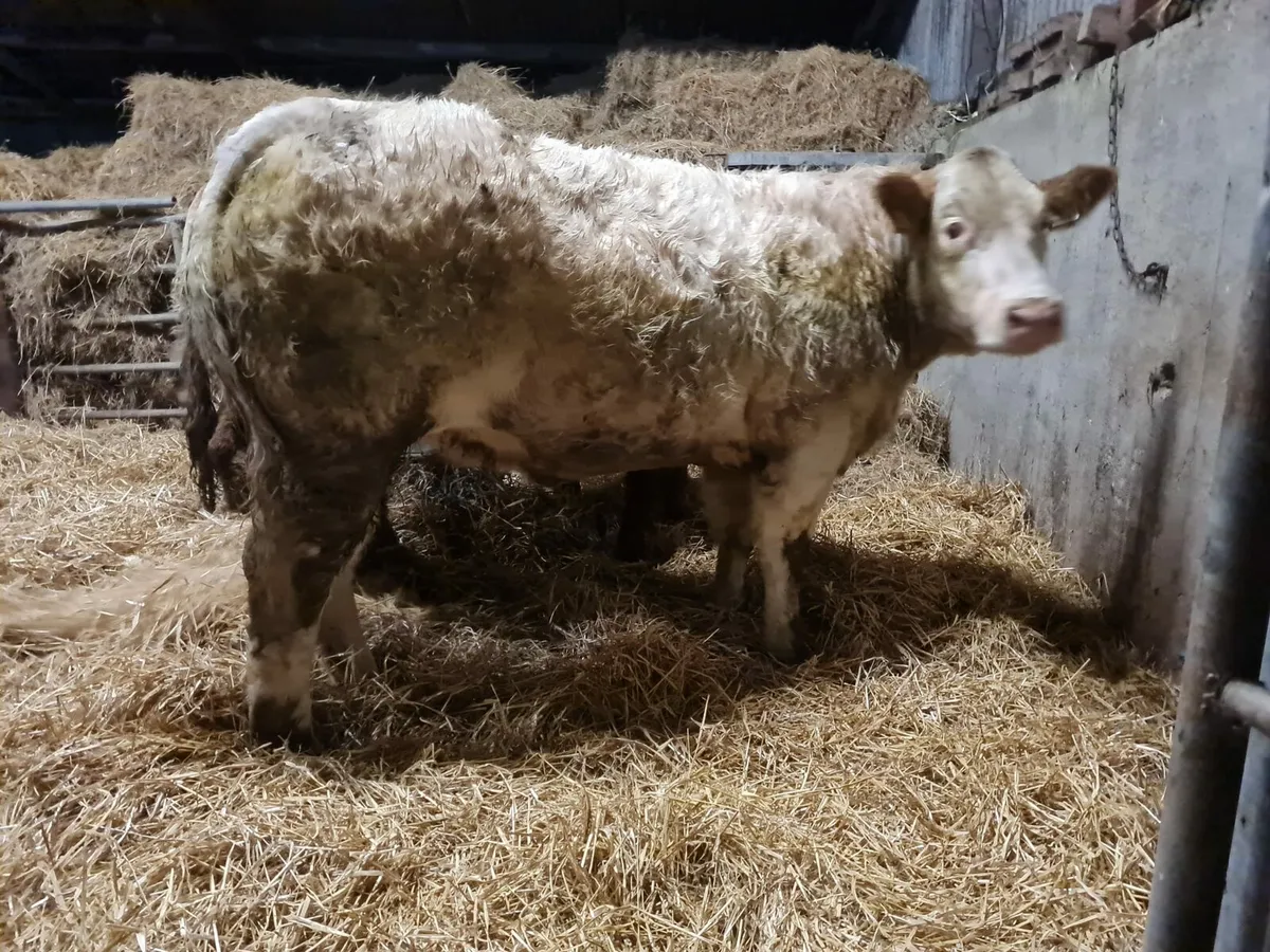 6 x serious breeding heifers for sale - Image 4