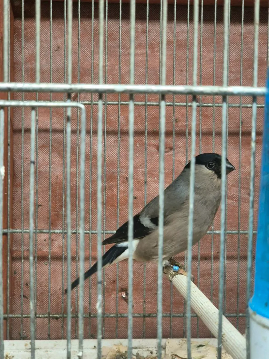 Siberian Bull finches and cages - Image 1