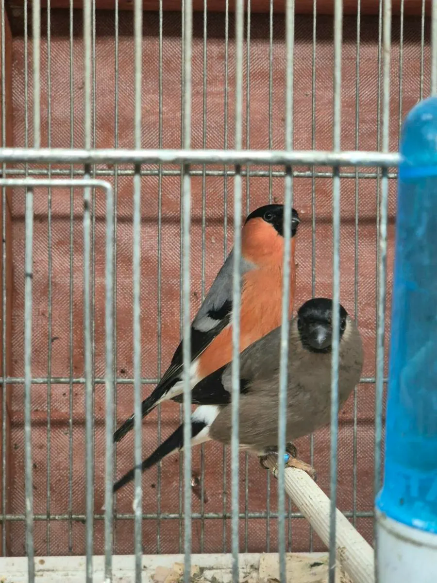 Siberian Bull finches and cages - Image 2