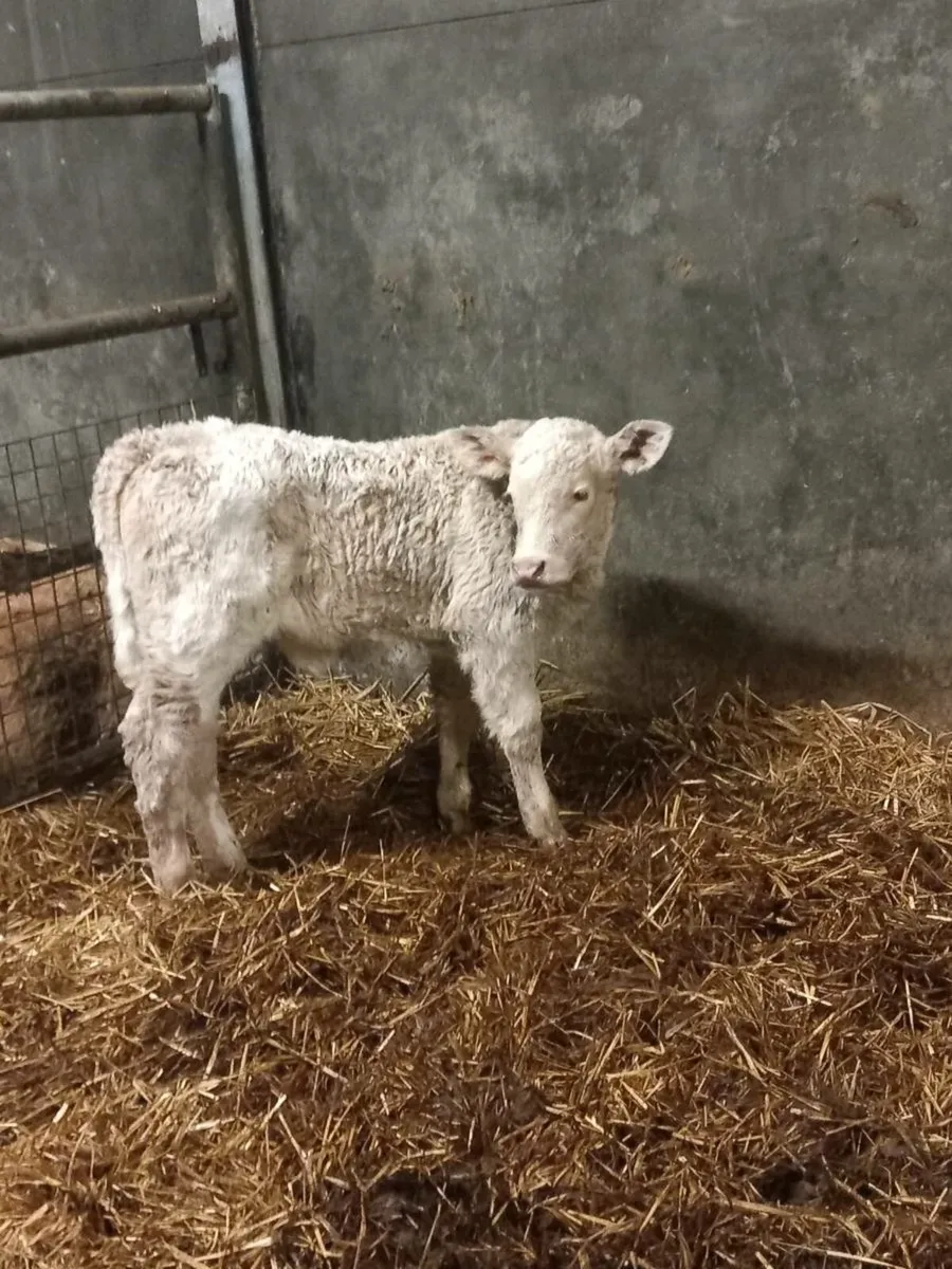 Foster calf for sale