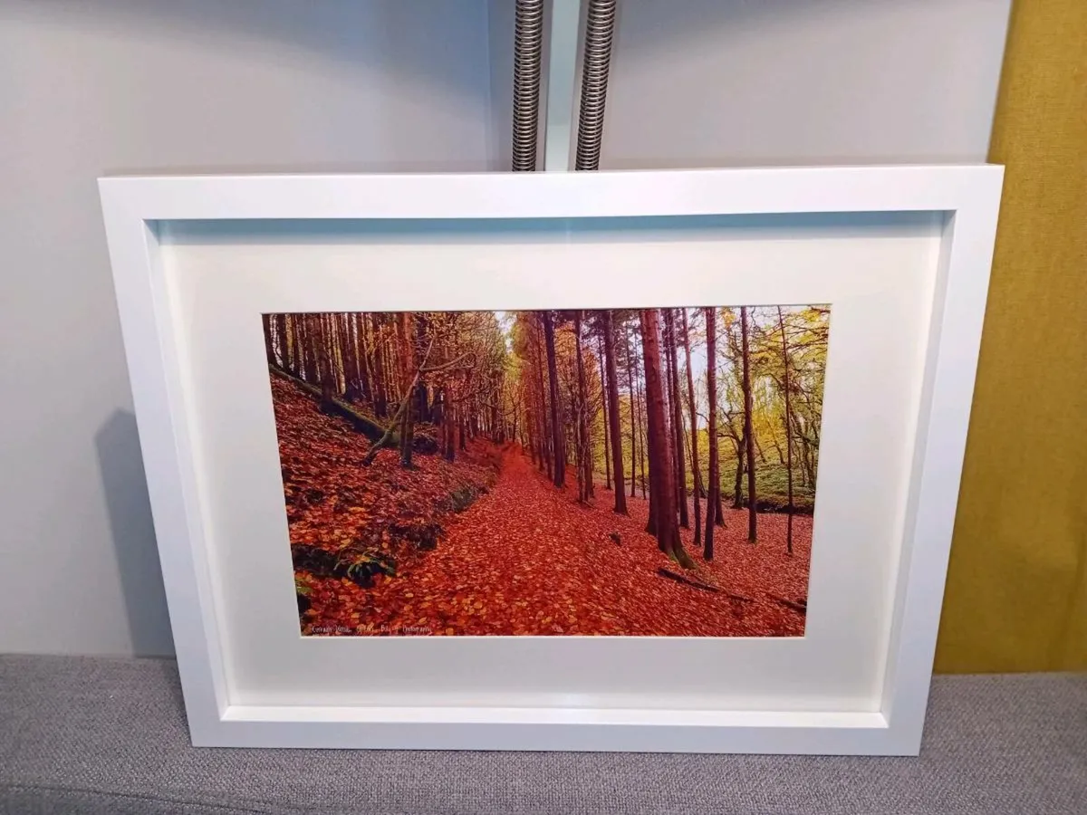 Curragh Woods, East Cork - Image 4