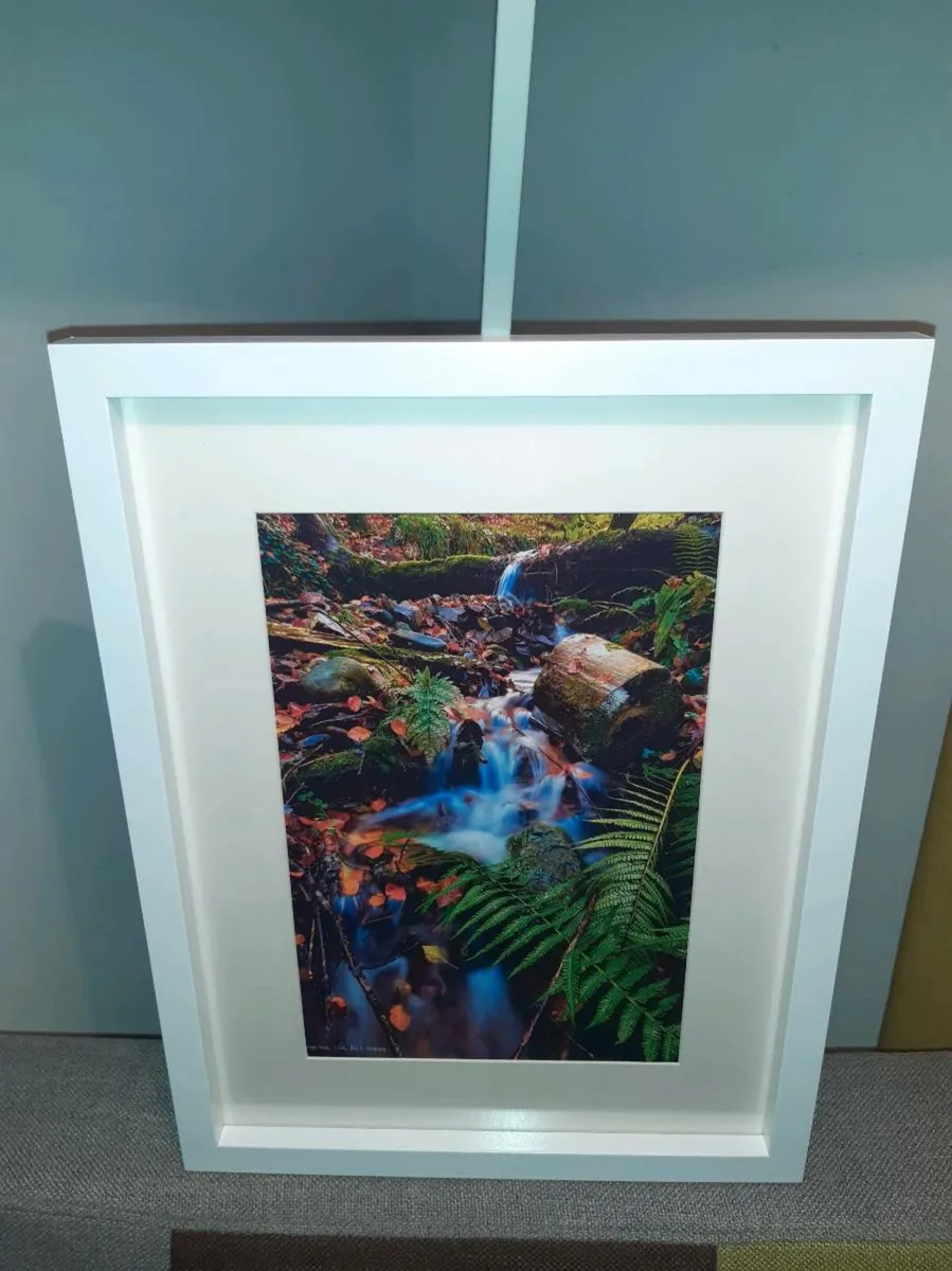 Curragh Woods, East Cork - Image 3