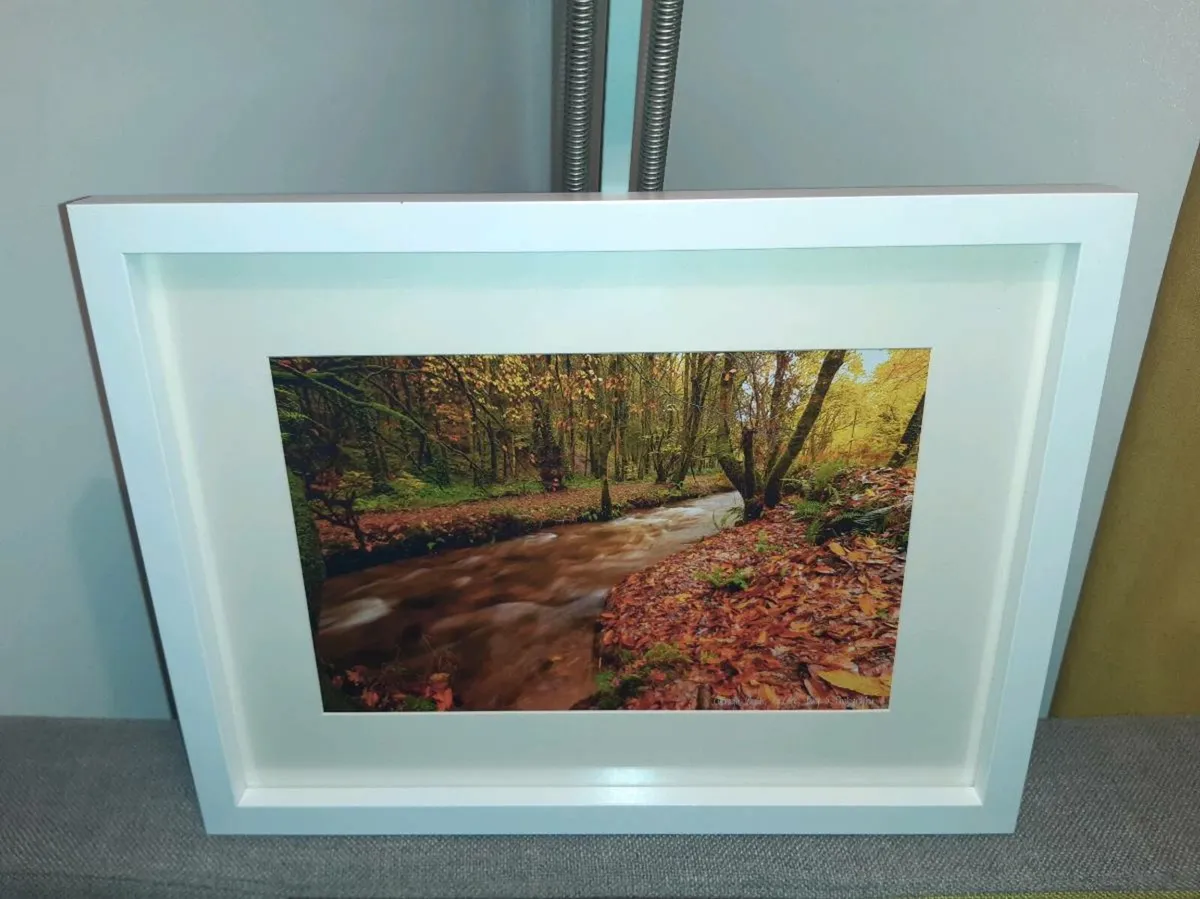 Curragh Woods, East Cork - Image 2