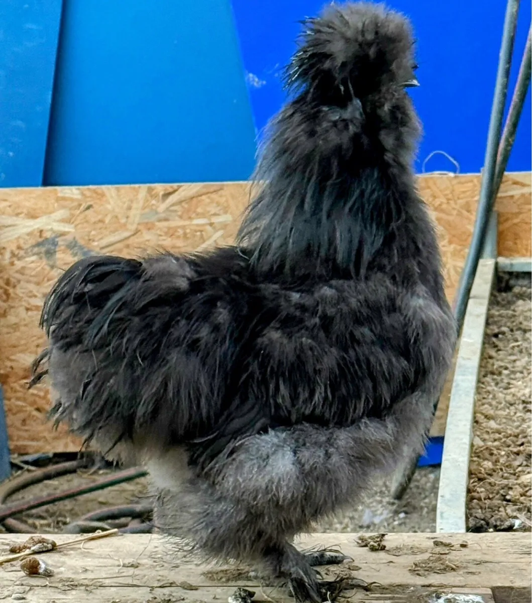 Silkie - Image 1
